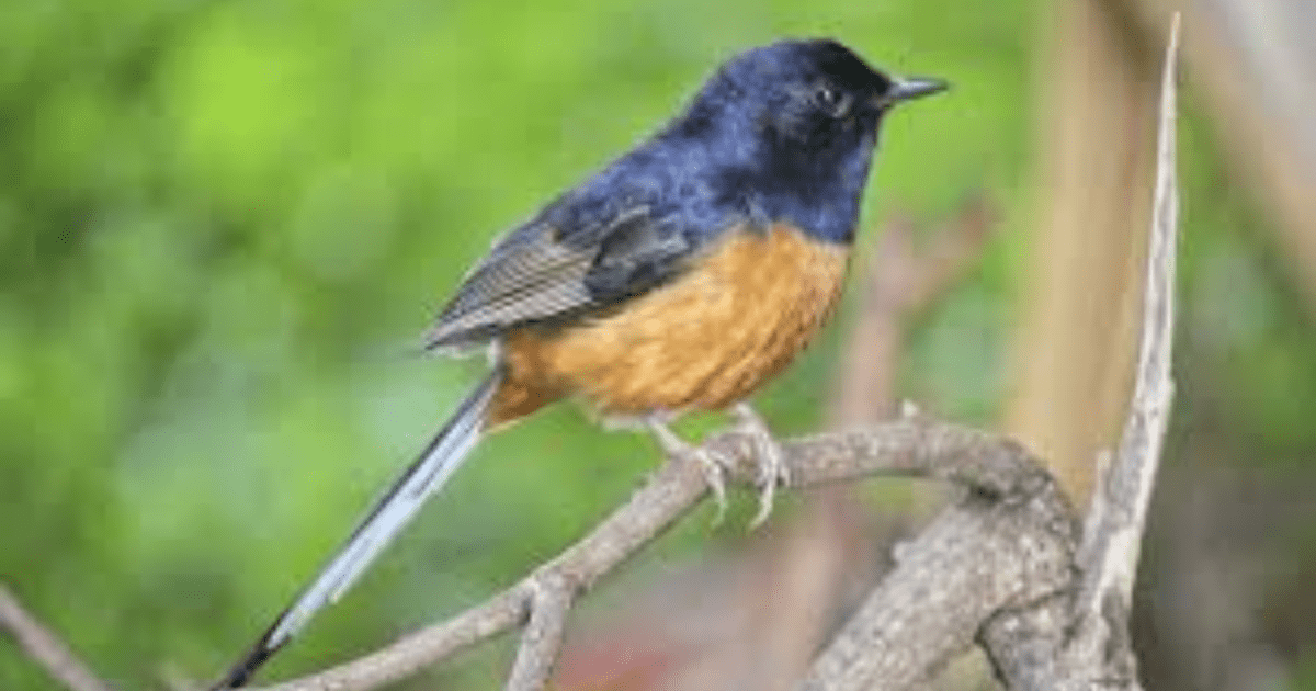 Kicauan Burung Gantikan Musik di Restoran Bandung