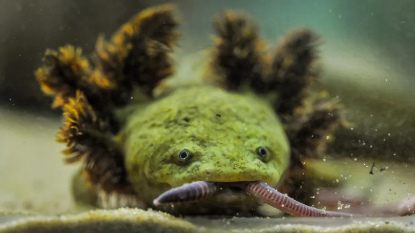 Menguak Rahasia Naga Aneh: Salamander Achoque Danau Pátzcuaro