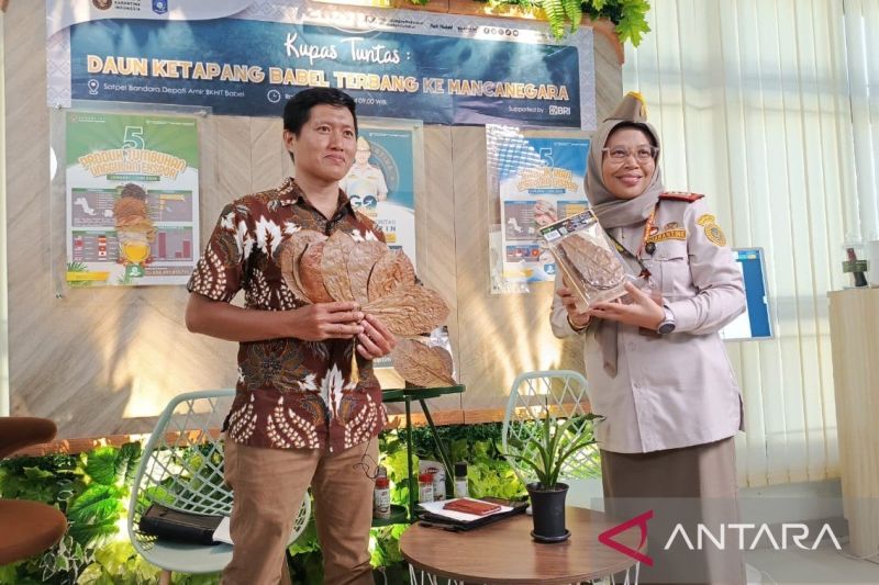 Karantina Bangka Belitung Dampingi Ekspor Cemara Laut Kering